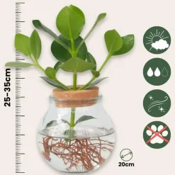 Varkensboom - Clusia rosea 'Princess' - Hoogte 25-35cm - ⌀20cm