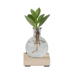 Varkensboom in glas met verlichting - Clusia rosea - Hoogte 15-20cm - ⌀8cm