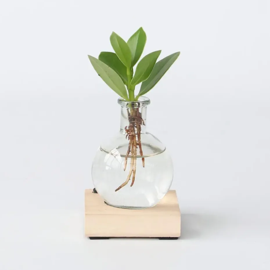 Varkensboom in glas met verlichting - Clusia rosea - Hoogte 15-20cm - ⌀8cm