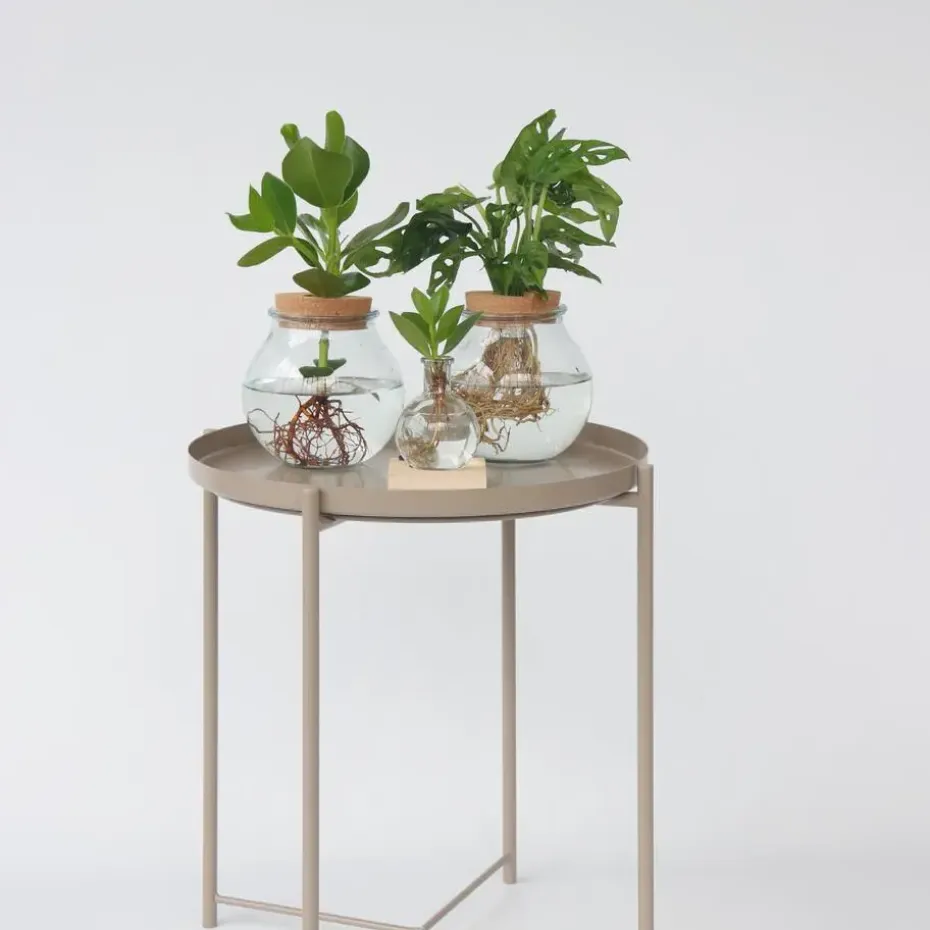 Varkensboom in glas met verlichting - Clusia rosea - Hoogte 15-20cm - ⌀8cm