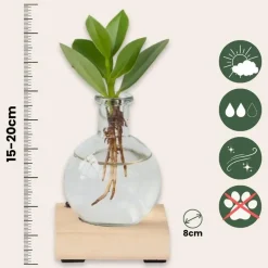 Varkensboom in glas met verlichting - Clusia rosea - Hoogte 15-20cm - ⌀8cm