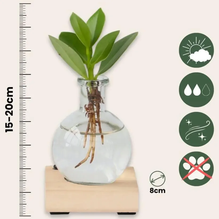 Varkensboom in glas met verlichting - Clusia rosea - Hoogte 15-20cm - ⌀8cm