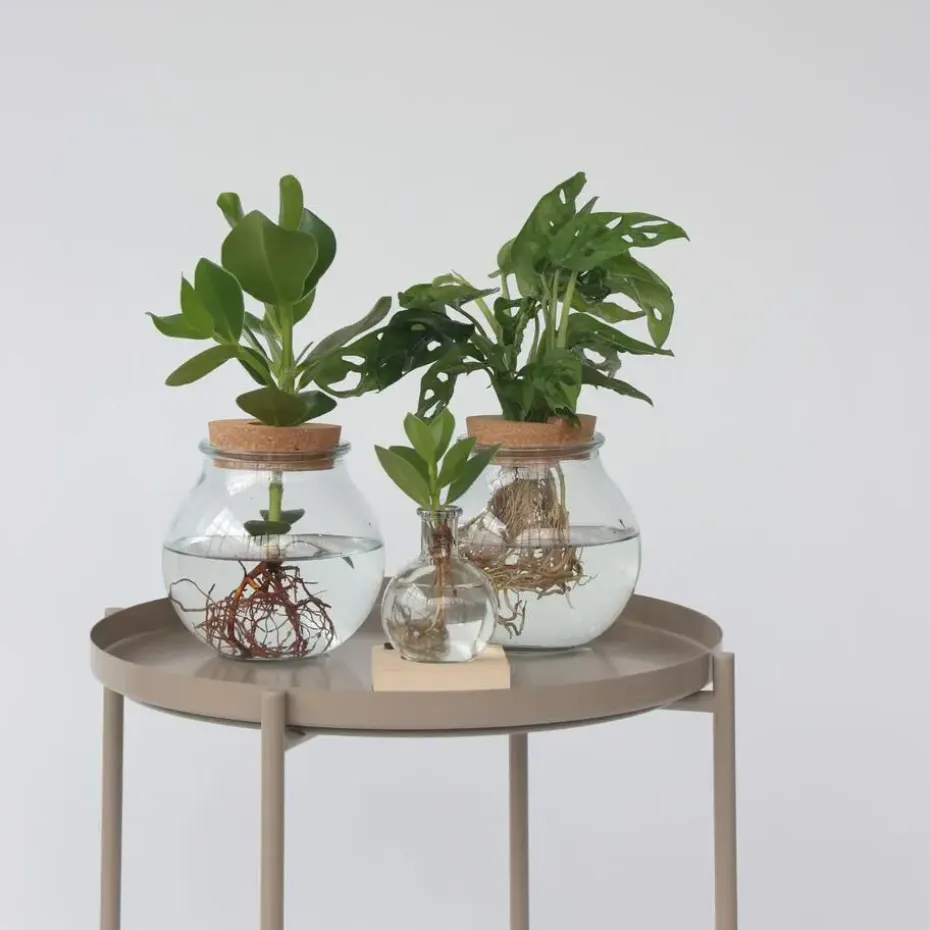 Varkensboom in glas met verlichting - Clusia rosea - Hoogte 15-20cm - ⌀8cm