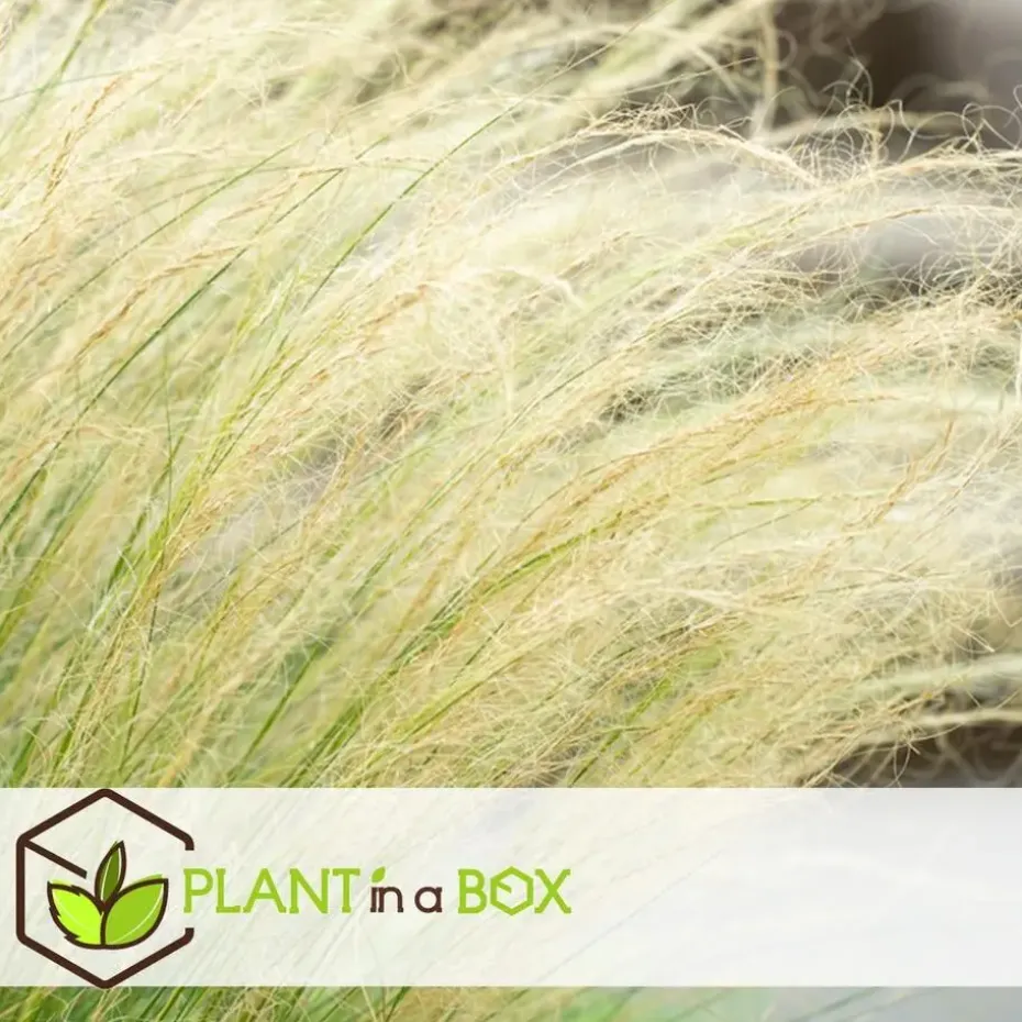 Vedergras - Set van 6 - Stipa tenuifolia 'Pony Tails' - Hoogte 20-30cm - ⌀9cm