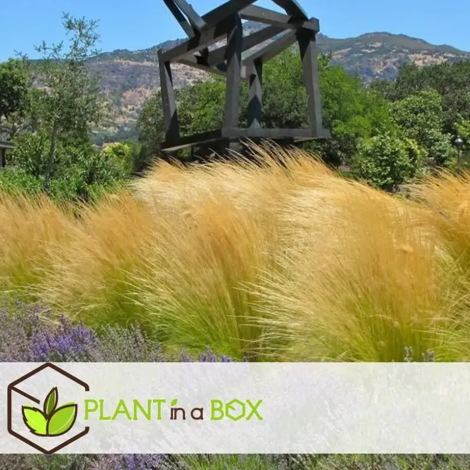 Vedergras - Set van 6 - Stipa tenuifolia 'Pony Tails' - Hoogte 20-30cm - ⌀9cm