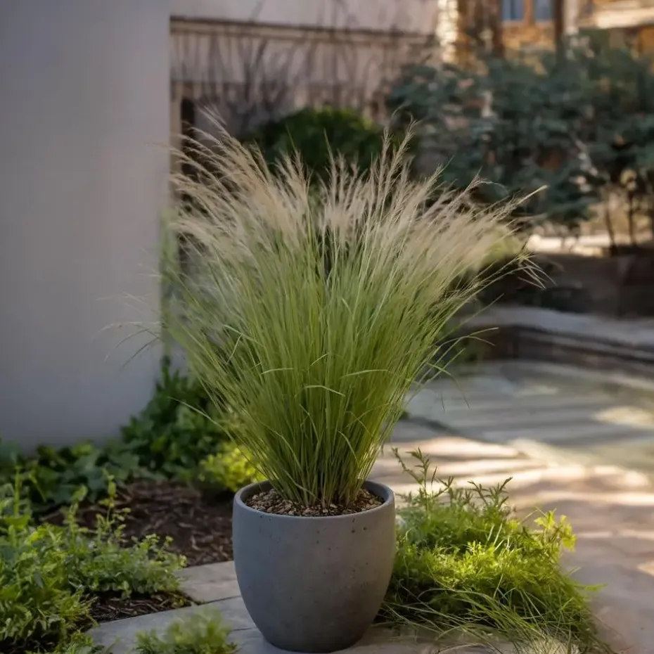 Vedergras - Set van 9 - Stipa tenuifolia 'Pony Tails' - Hoogte 20-30cm - ⌀9cm