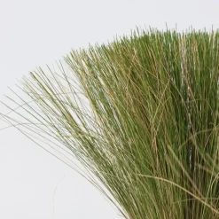 Vedergras - Set van 9 - Stipa tenuifolia 'Pony Tails' - Hoogte 20-30cm - ⌀9cm