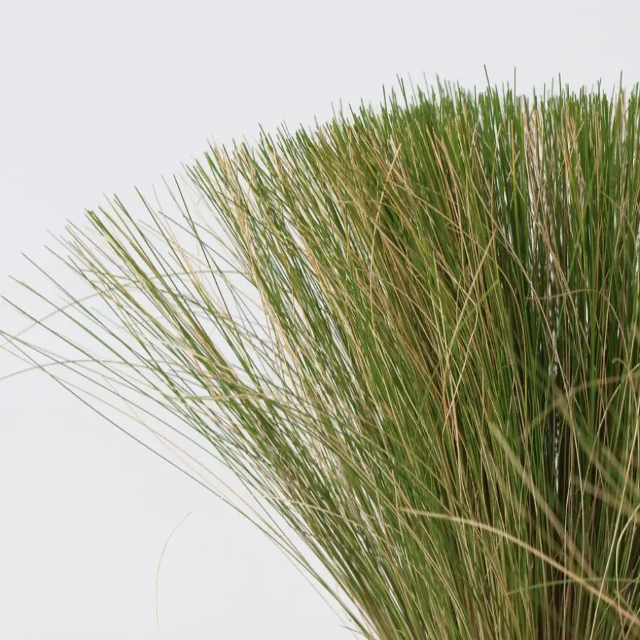 Vedergras - Set van 9 - Stipa tenuifolia 'Pony Tails' - Hoogte 20-30cm - ⌀9cm