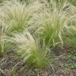 Vedergras - Set van 9 - Stipa tenuifolia 'Pony Tails' - Hoogte 20-30cm - ⌀9cm