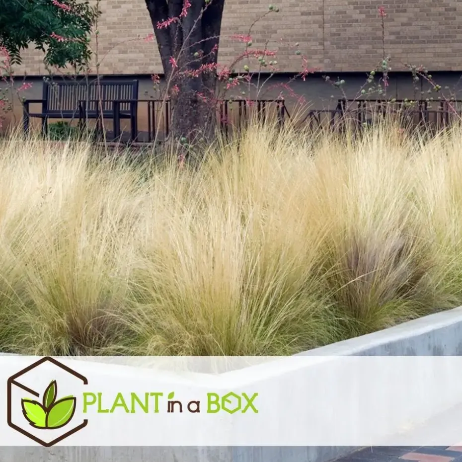 Vedergras - Set van 9 - Stipa tenuifolia 'Pony Tails' - Hoogte 20-30cm - ⌀9cm