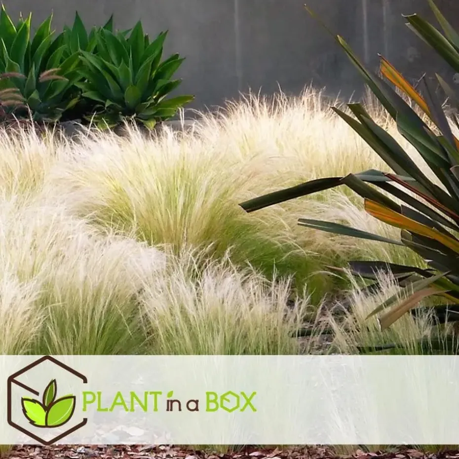 Vedergras - Set van 9 - Stipa tenuifolia 'Pony Tails' - Hoogte 20-30cm - ⌀9cm