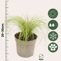 Vedergras - Set van 18 - Stipa tenuifolia 'Pony Tails' - Hoogte 20-30cm - ⌀9cm