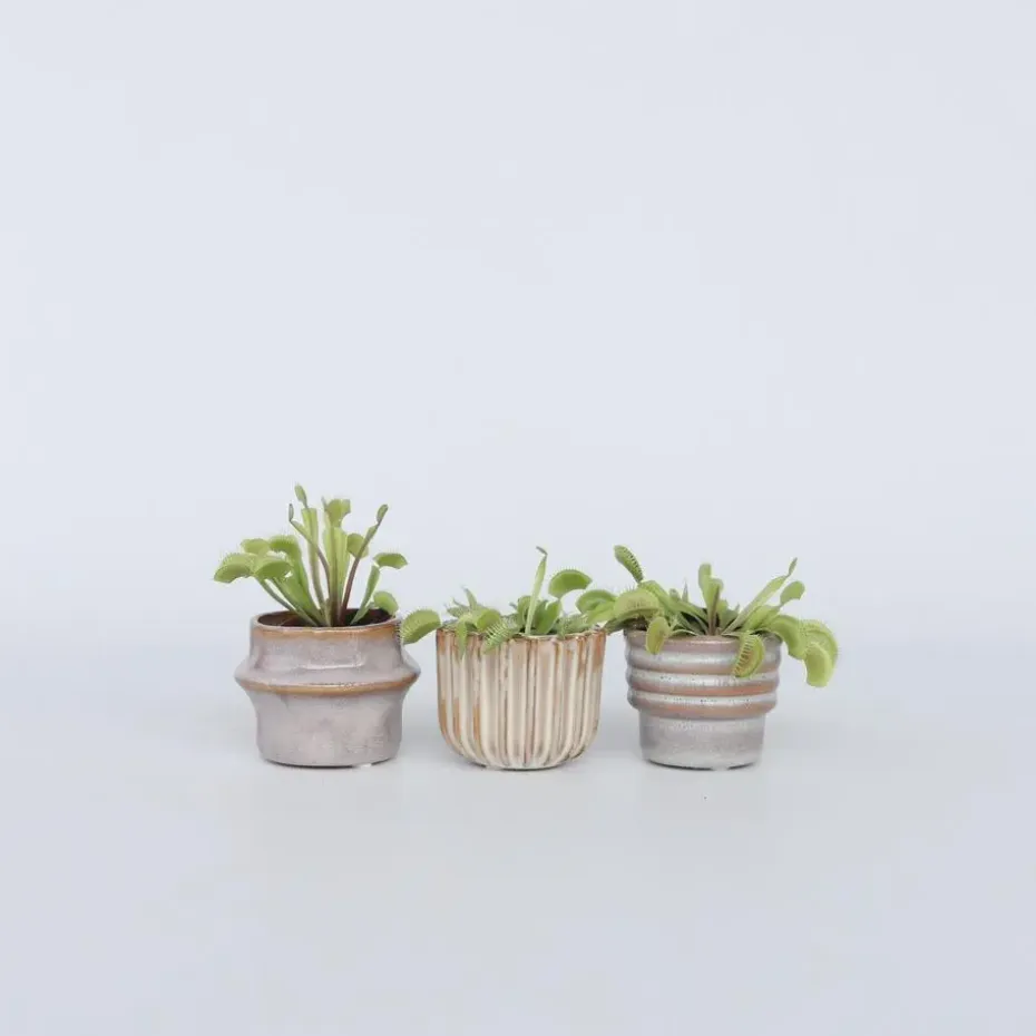 Venus vliegenvanger - Set van 3 - Dionaea muscipula - Hoogte 5-15cm - ⌀5,5cm