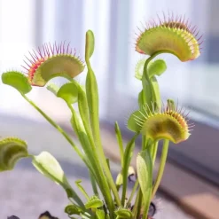 Venus vliegenvanger - Set van 3 - Dionaea muscipula - Hoogte 5-15cm - ⌀5,5cm