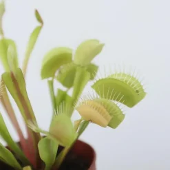 Venus vliegenvanger - Set van 3 - Dionaea muscipula - Hoogte 5-15cm - ⌀5,5cm