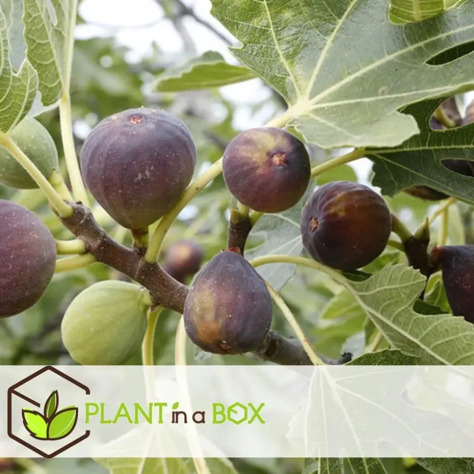 Vijgenboom - Set van 2 - Ficus carica 'Brown Turkey' - Hoogte 25-40cm - ⌀9cm
