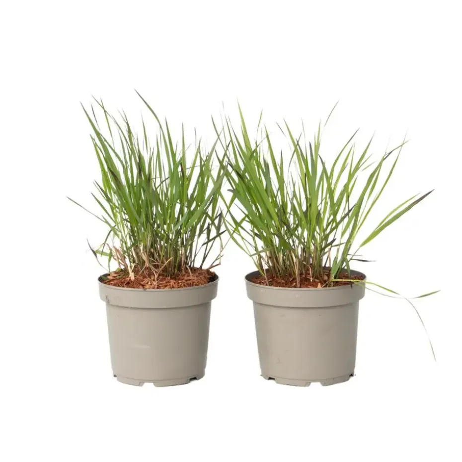 Vingergras - 2 stuks - Panicum Virgatum 'Squaw' - Hoogte 40-60cm - ⌀23cm