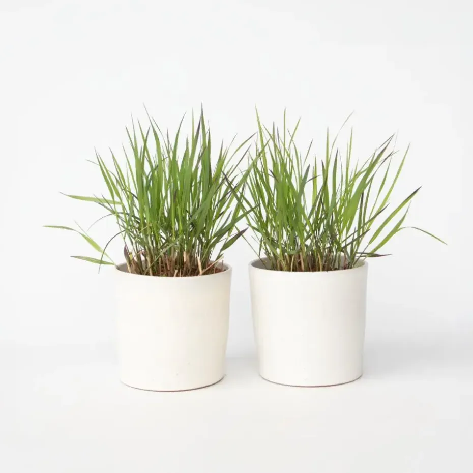 Vingergras - 2 stuks - Panicum Virgatum 'Squaw' - Hoogte 40-60cm - ⌀23cm