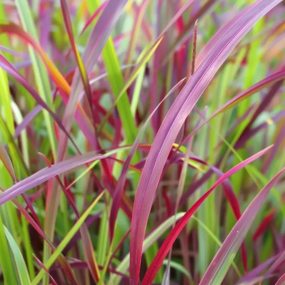 Vingergras - 2 stuks - Panicum Virgatum 'Squaw' - Hoogte 40-60cm - ⌀23cm