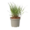 Vingergras - Panicum Virgatum 'Squaw' - Hoogte 40-60cm - ⌀23cm