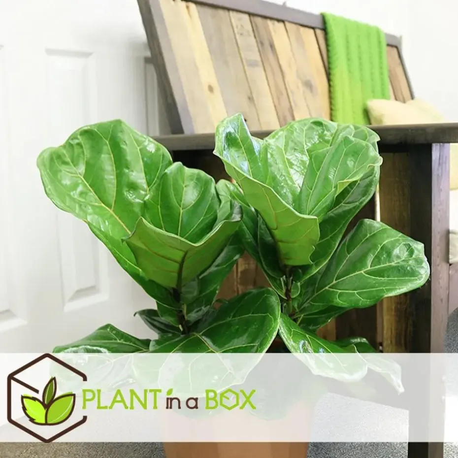Vioolbladplant - Ficus Lyrata - Hoogte 70-90cm - ⌀21cm
