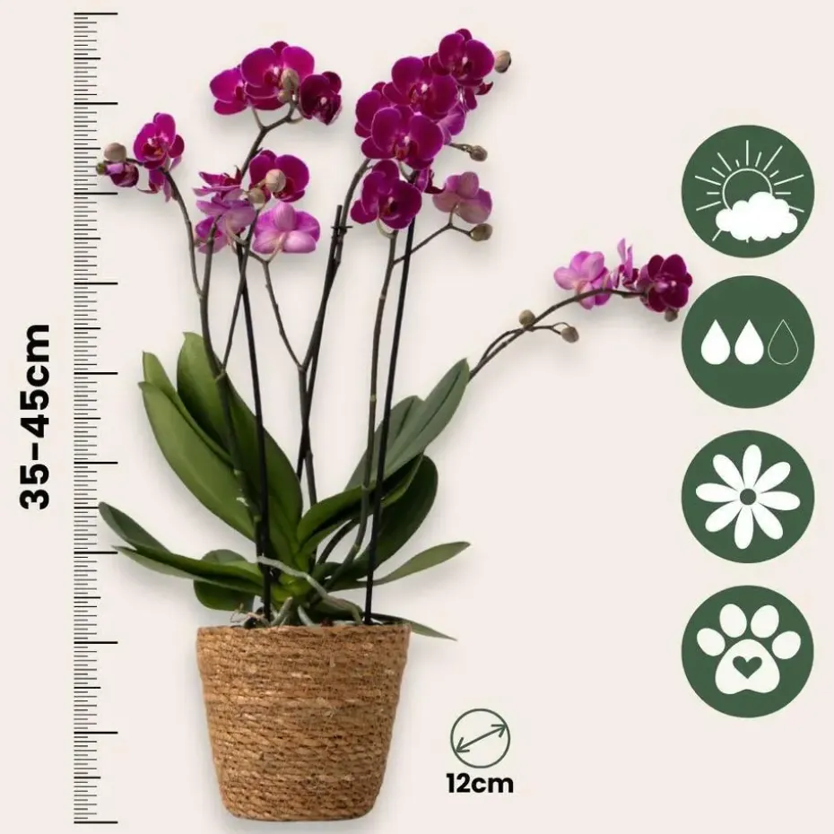 Vlinderorchidee - Mix van 3 - Phalaenopsis Multiflora - Hoogte 35-45cm - ⌀12cm