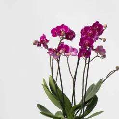 Vlinderorchidee - Mix van 3 - Phalaenopsis Multiflora - Hoogte 35-45cm - ⌀12cm