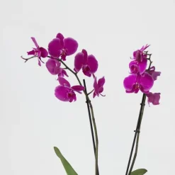 Vlinderorchidee - Mix van 3 - Phalaenopsis in deco mand - Hoogte 50-60cm - ⌀12cm