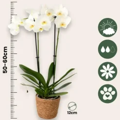 Vlinderorchidee - Mix van 3 - Phalaenopsis in deco mand - Hoogte 50-60cm - ⌀12cm