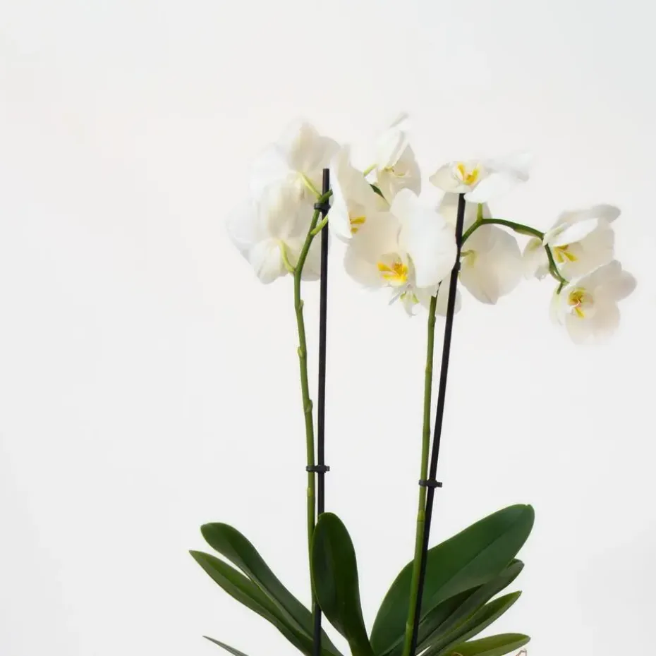 Vlinderorchidee - Mix van 3 - Phalaenopsis in deco mand - Hoogte 50-60cm - ⌀12cm