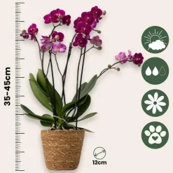 Vlinderorchidee - x3 - Phalaenopsis Multiflora in mand - Hoogte 35-45cm - ⌀12cm