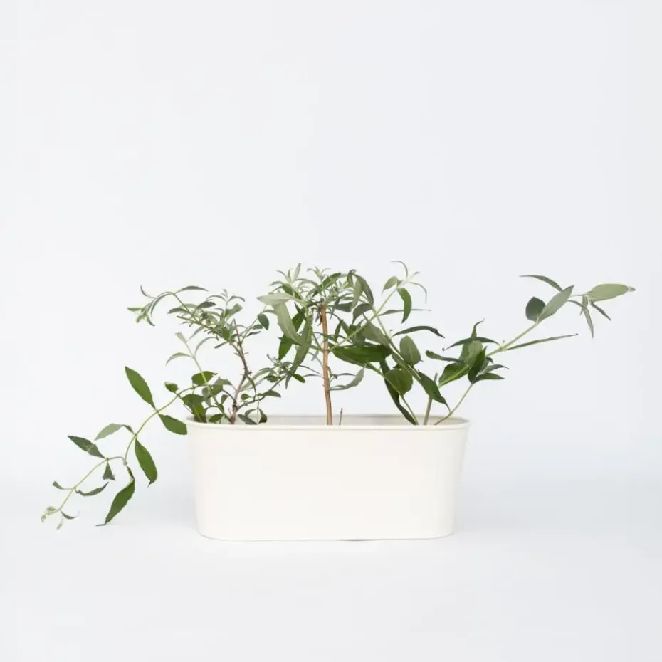 Vlinderstruik - Set van 6 - Buddleja davidii - Hoogte 25-40cm - ⌀9cm