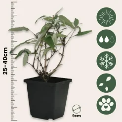 Vlinderstruik - Set van 6 - Buddleja davidii - Hoogte 25-40cm - ⌀9cm