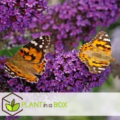 Vlinderstruik - Set van 6 - Buddleja davidii - Hoogte 25-40cm - ⌀9cm