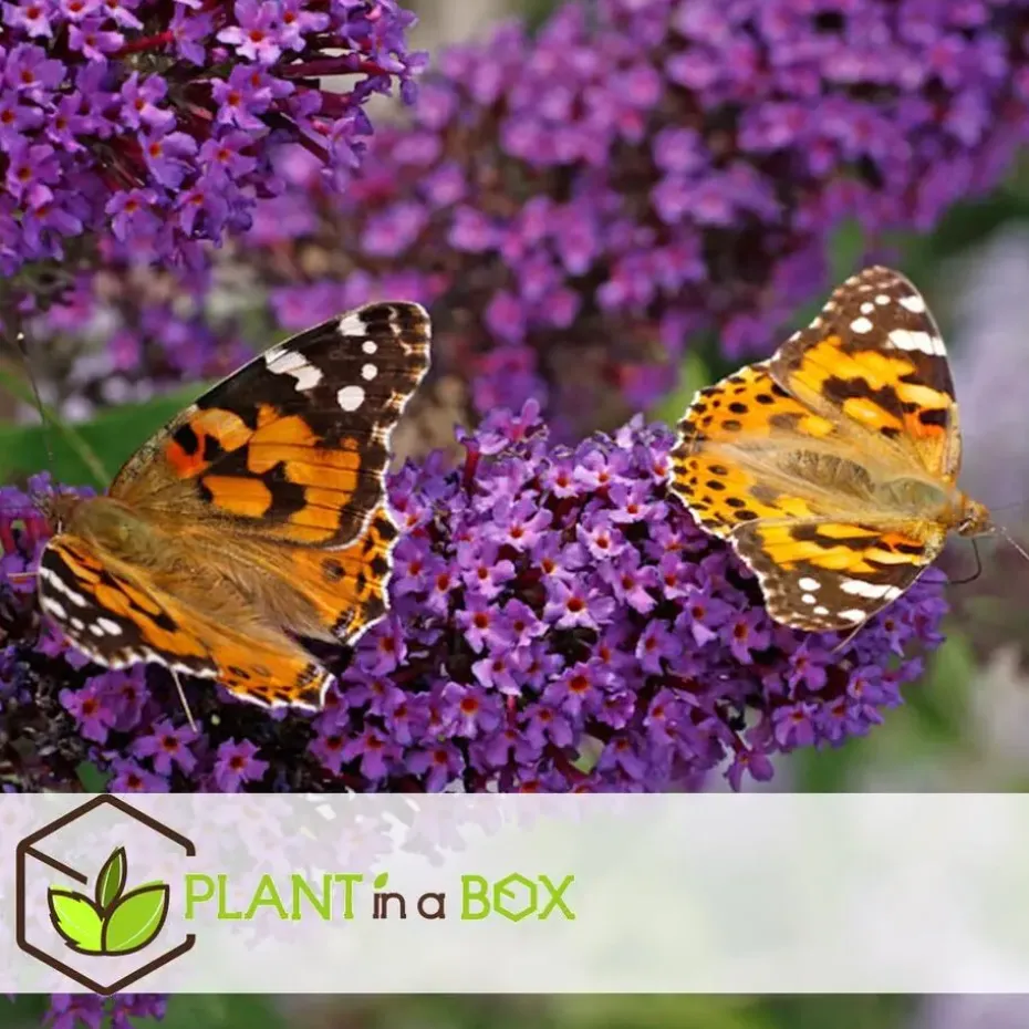 Vlinderstruik - Set van 6 - Buddleja davidii - Hoogte 25-40cm - ⌀9cm