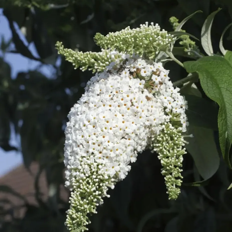 Vlinderstruik - Set van 6 - Buddleja davidii - Hoogte 25-40cm - ⌀9cm