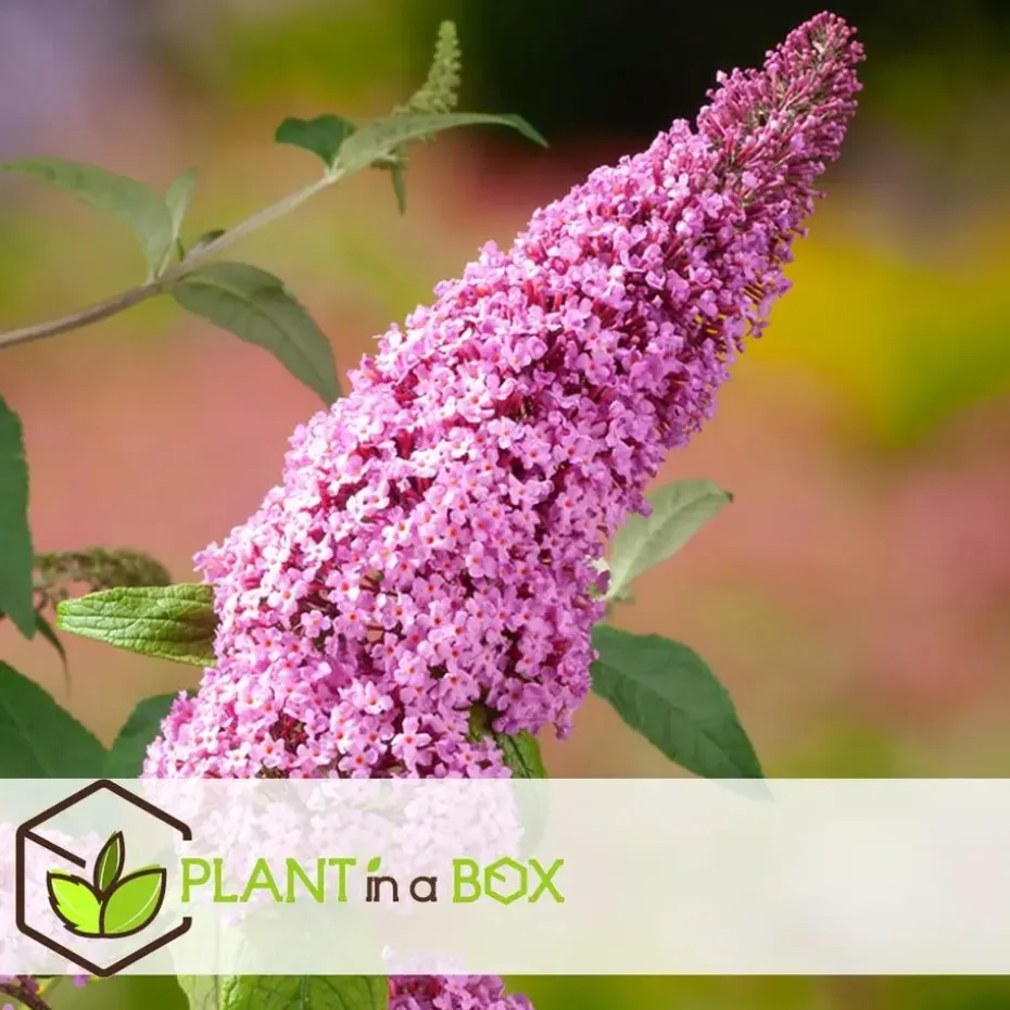 Vlinderstruik - Set van 3 - Buddleja 'Pink Delight' - Hoogte 25-40cm - ⌀9cm