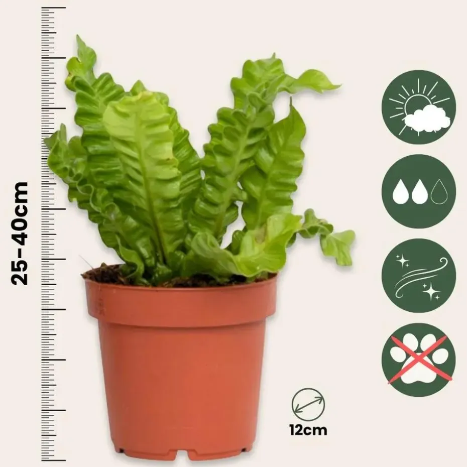 Vogelnestvaren - Asplenium nidus 'Crispy Wave' - Hoogte 25-40cm - ⌀12cm