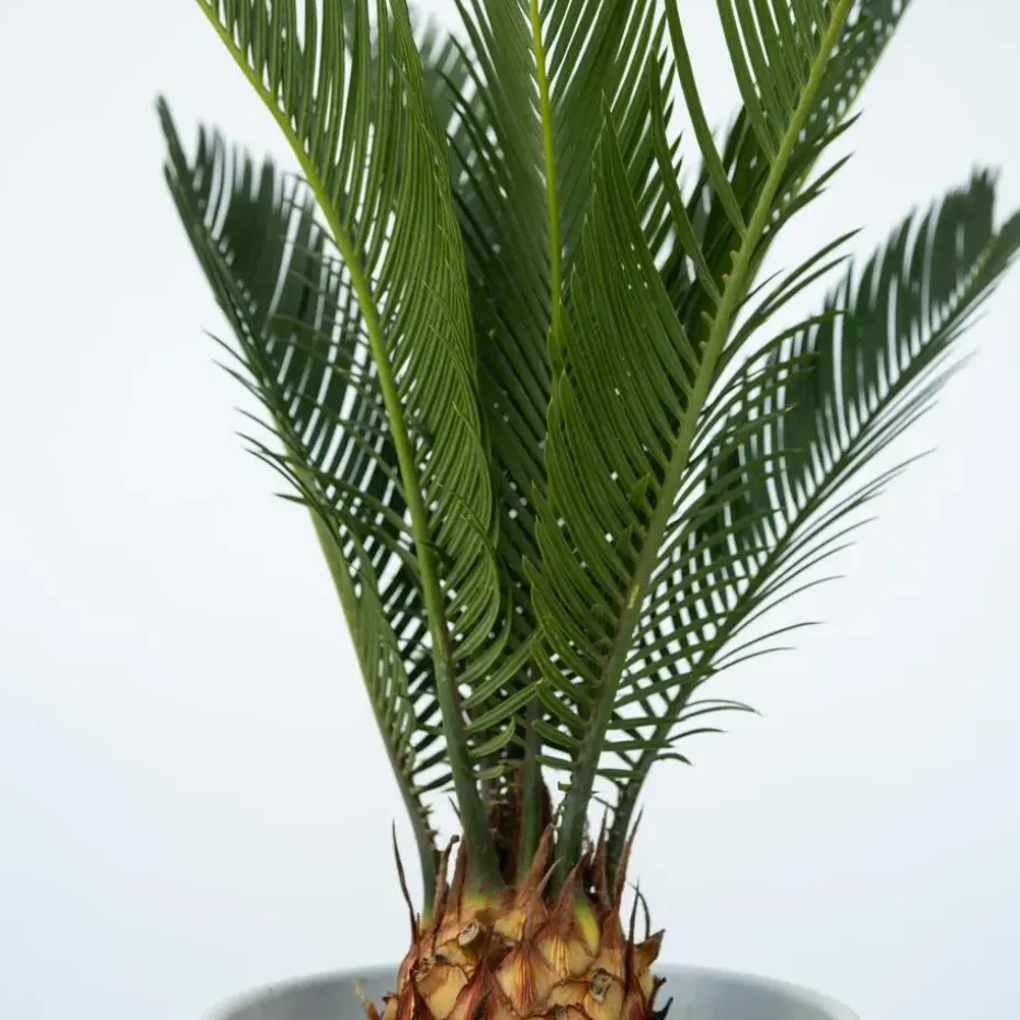 Vredespalm - Set van 2 - Cycas revoluta - Hoogte 45-60cm - ⌀15cm