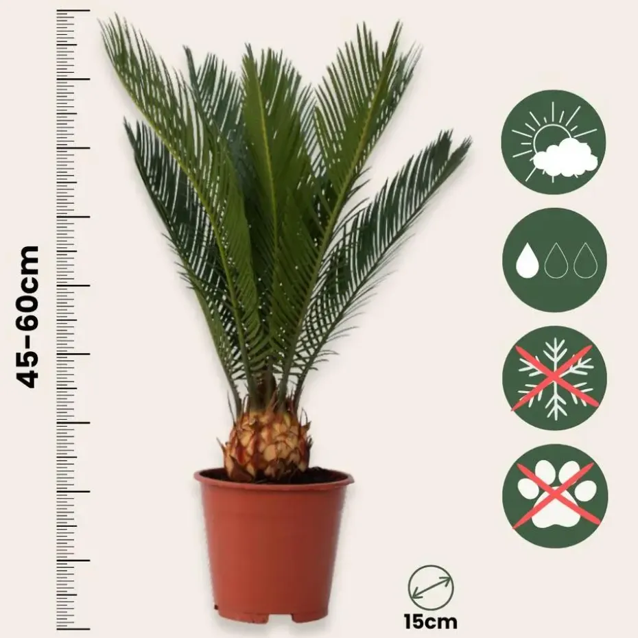 Vredespalm - Set van 2 - Cycas revoluta - Hoogte 45-60cm - ⌀15cm