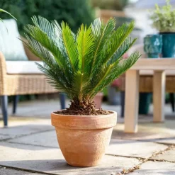 Vredespalm - Set van 2 - Cycas revoluta - Hoogte 45-60cm - ⌀15cm