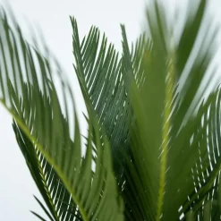 Vredespalm - Set van 2 - Cycas revoluta - Hoogte 45-60cm - ⌀15cm