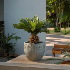Vredespalm met voeding - Set van 2 - Cycas revoluta - Hoogte 45-60cm - ⌀15cm