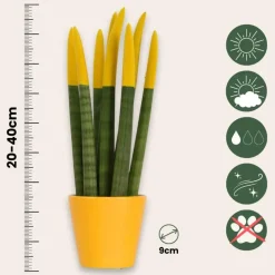 Vrouwentong - Set van 3 - Sansevieria cylindrica - Hoogte 20-40cm - ⌀9cm
