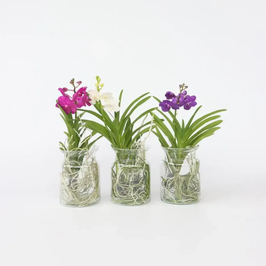 Witte Orchidee met vaas - Vanda 'White' - Hoogte 40-50cm - ⌀14cm