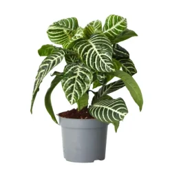 Zebraplant - Aphelandra squarrosa 'Botanica' - Hoogte 25-45cm - ⌀13cm