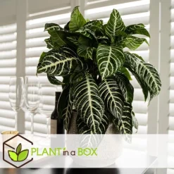 Zebraplant - Aphelandra squarrosa 'Botanica' - Hoogte 25-45cm - ⌀13cm