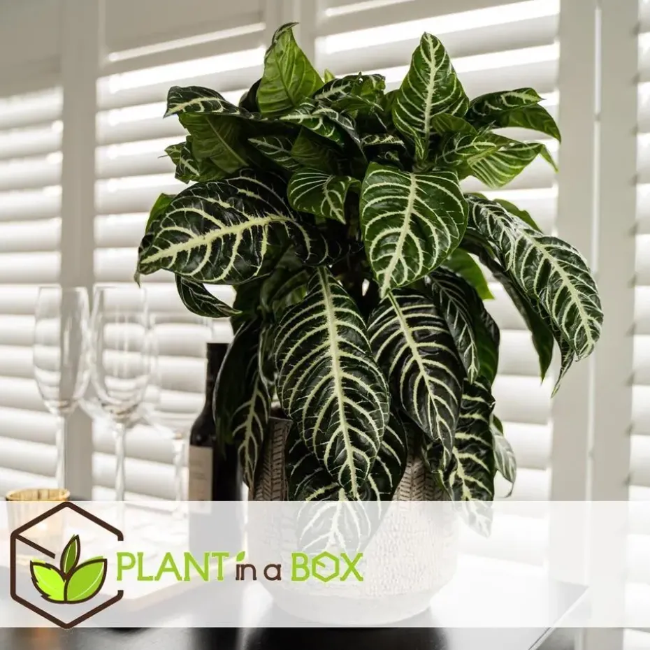 Zebraplant - Aphelandra squarrosa 'Botanica' - Hoogte 25-45cm - ⌀13cm