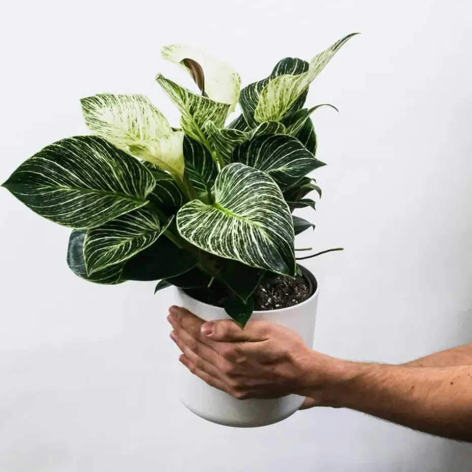 Zebraplant - Set van 2 - Aphelandra squarrosa - Hoogte 25-45cm - ⌀13cm