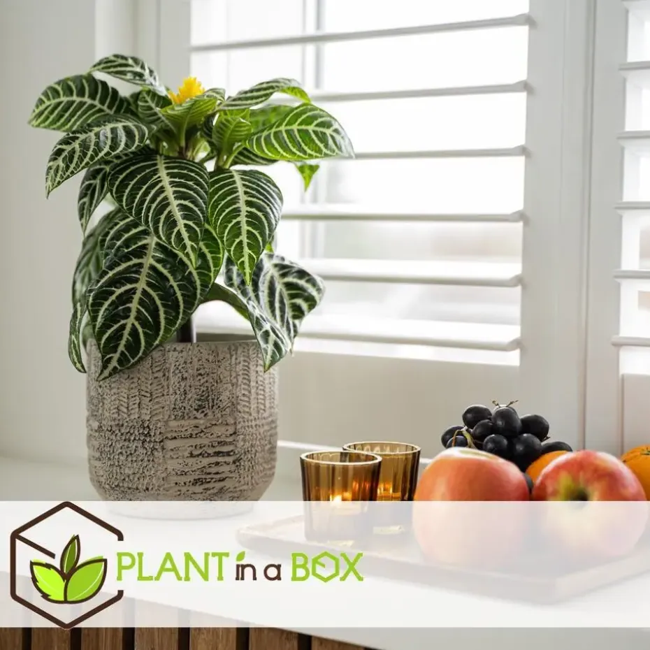 Zebraplant - Set van 2 - Aphelandra squarrosa - Hoogte 25-45cm - ⌀13cm